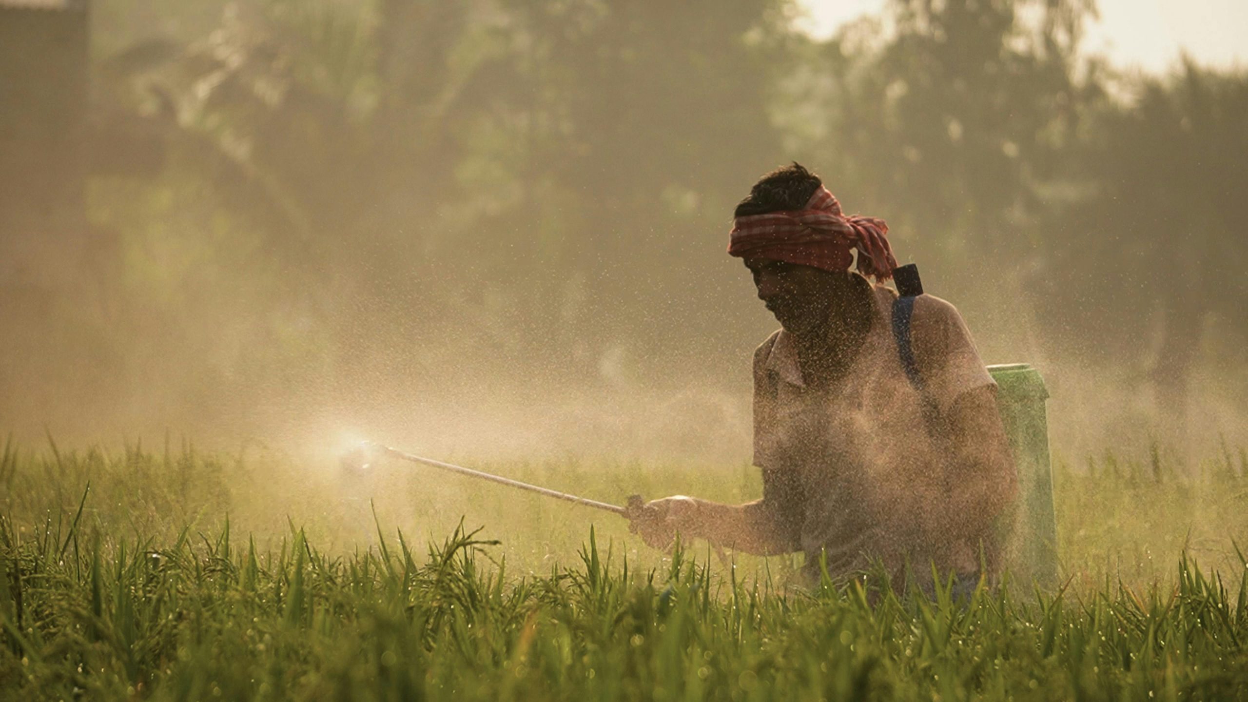 Pesticides interdits : plusieurs produits vendus en France pointés du doigt par une enquête européenne 1 pexels rabindra sundar de 2810538 29282018 scaled